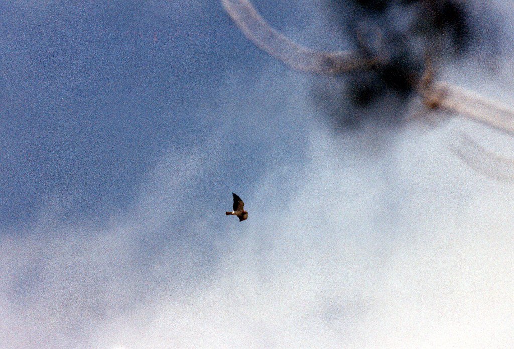 Hawk, Mississippi Kite, Oklahoma B01P34I04.jpg - Mississippi Kite